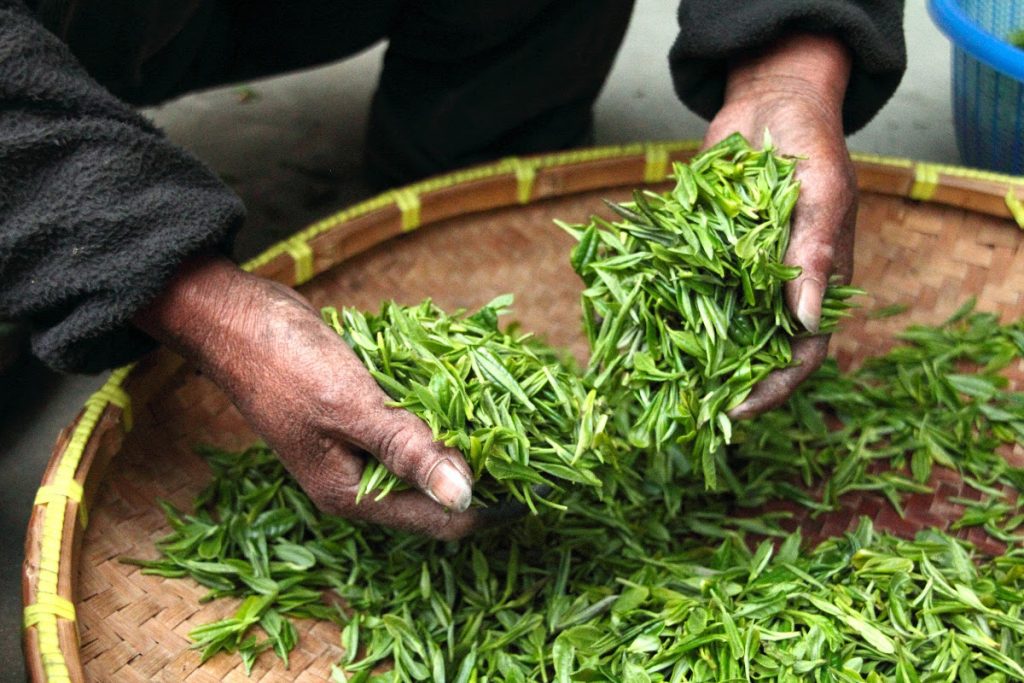 rooibos tea