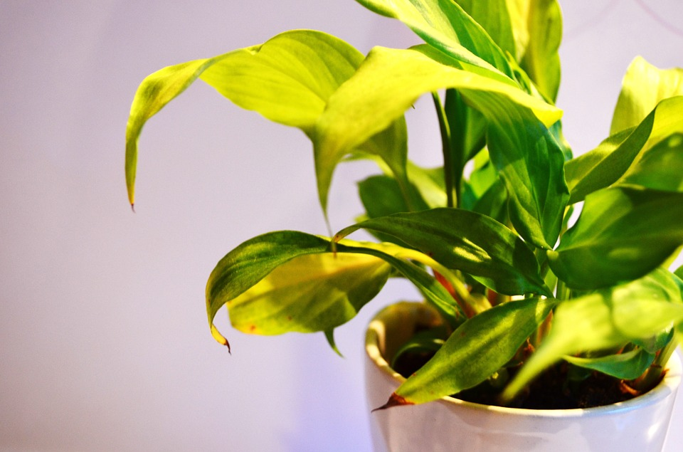 Indoor plants for health and home