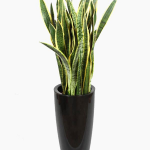 Indoor plants for health and home - mother in law tongue