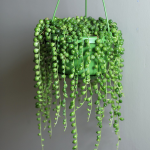 Indoor plants for health and home - string of beads