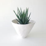 Indoor-plants-for-health-and-home-zebra-plant